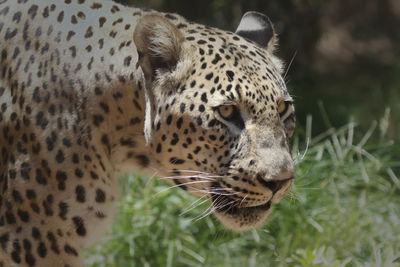 Close-up of leopard in forest