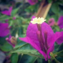 Close-up of pink flowers