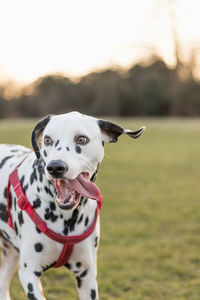 Close-up portrait of dog