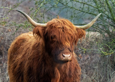Highland cow with big horns