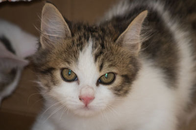 Close-up portrait of cat