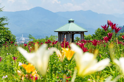 Scenic view of flowering plants on field against sky