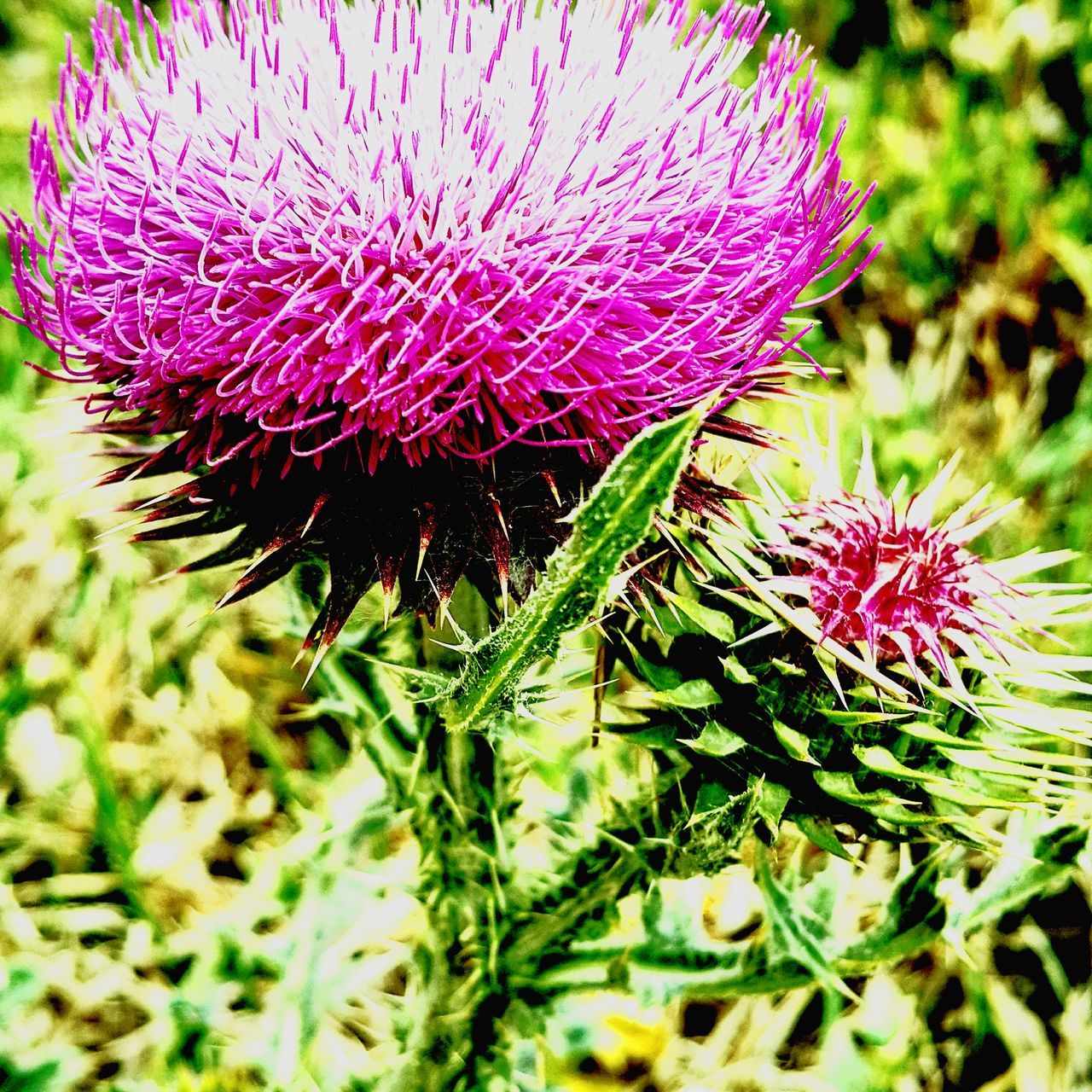 flower, growth, fragility, freshness, close-up, beauty in nature, focus on foreground, plant, flower head, pink color, nature, petal, blooming, thistle, selective focus, outdoors, purple, single flower, day, in bloom