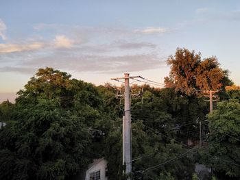 Low angle view of trees and plants against sky