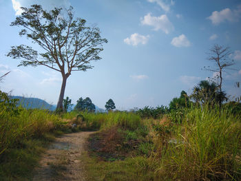 Trees on field against sky