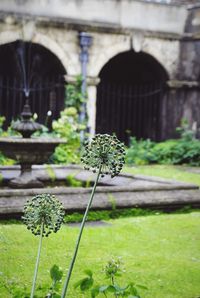 Close-up of wildflowers growing on plant