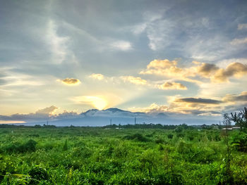 Scenic view of field against sky during sunset