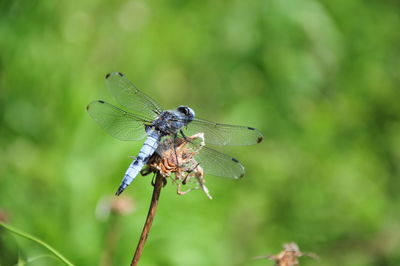 Close-up of dragonfly on plant