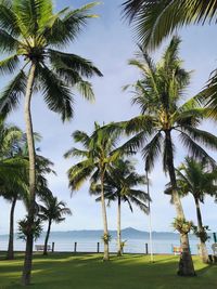 Palm trees on beach