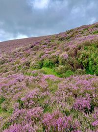 Purple heather