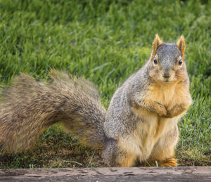 Close-up of squirrel sitting on field