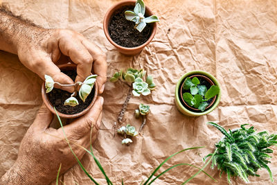 Man's hands planting green succulent in pot on the table, taking care of plants and home flowers