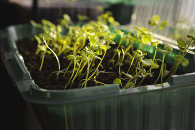 Germination of micro greens at home on a windowsill. healthy food concept