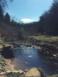 Reflection of trees in water