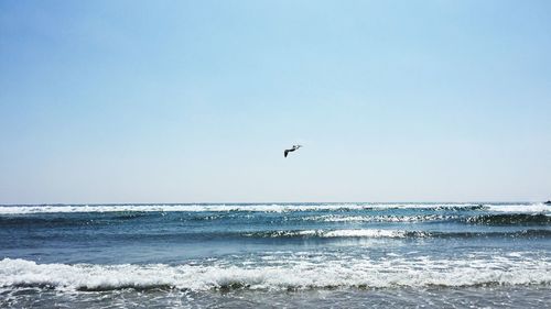 Birds flying over sea