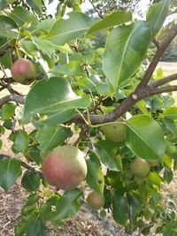Close-up of fruit growing on tree