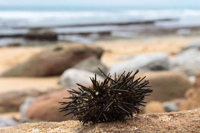 Close-up of lizard on rock at beach against sky