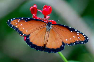 Queen butterfly 