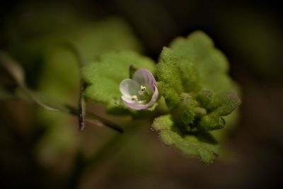 Close-up of flower against blurred background