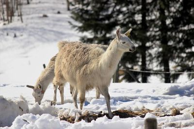 Lama standing on snow field during winter
