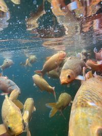 Close-up of fish swimming in pond