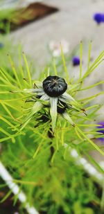 Close-up of insect on plant