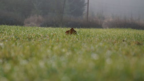 Close-up of insect on grass