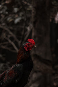 Close-up of rooster