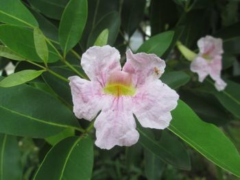 Close-up of pink flower blooming outdoors