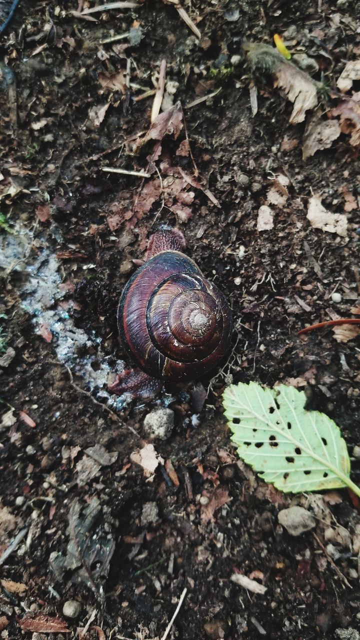 animal wildlife, animal, animal themes, shell, animals in the wild, gastropod, one animal, snail, invertebrate, animal shell, mollusk, close-up, high angle view, nature, day, boredom, no people, land, plant part, leaf, outdoors, crawling