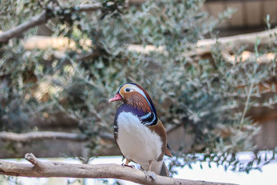 Close-up of bird perching on branch