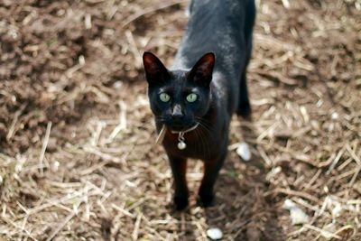 High angle view of black cat