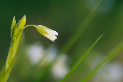 Close-up of white flowering plant