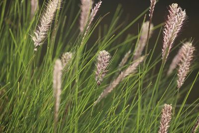 Close-up of wheat growing on field