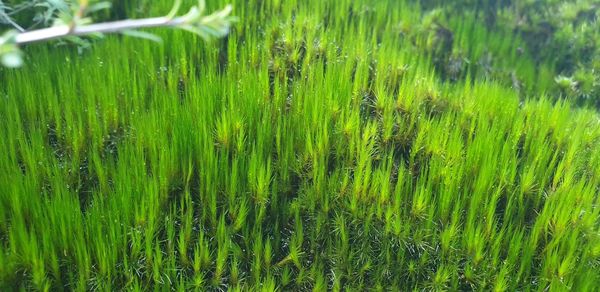 Close-up of wet grass on field during rainy season