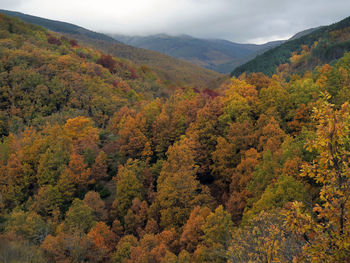 Scenic view of trees in forest during autumn