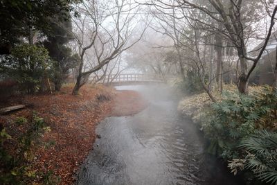 A stream flowing through the forest and a bridge over the river.