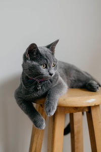 Cat sitting on chair