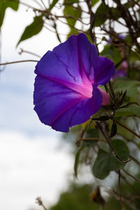 Close-up of purple hibiscus blooming outdoors