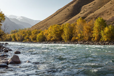 Kokemeren river, jumgal district, kyrgyzstan, mountain river autumn landscape