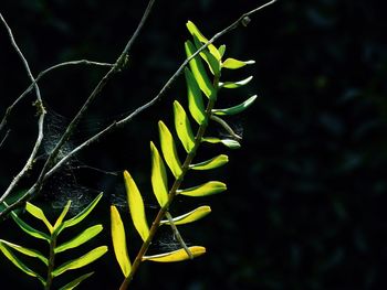 Close-up of green leaves