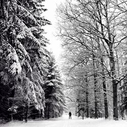 Bare trees in park