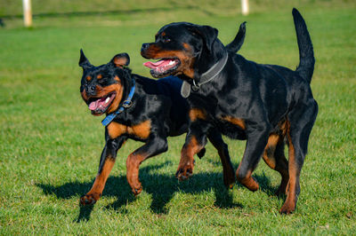 Dogs running on field