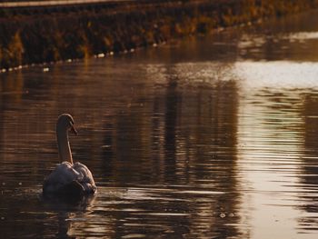 Swan swimming in lake