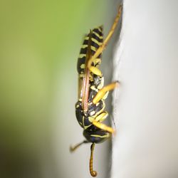 Close-up of insect