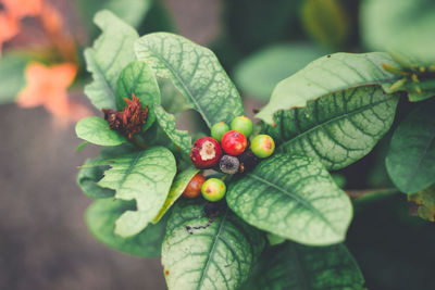 Close-up of strawberry growing on plant