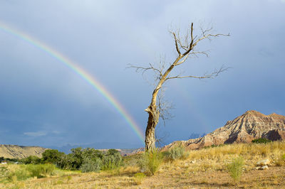 Scenic view of rainbow over land and trees against sky