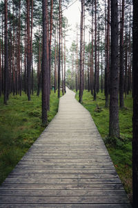 A wooden walking path in the nature reserve . pine forest. nowy targ, poland