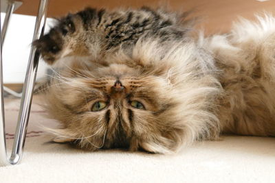 Close-up of cat lying on bed