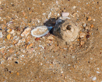 View of animal shell on beach